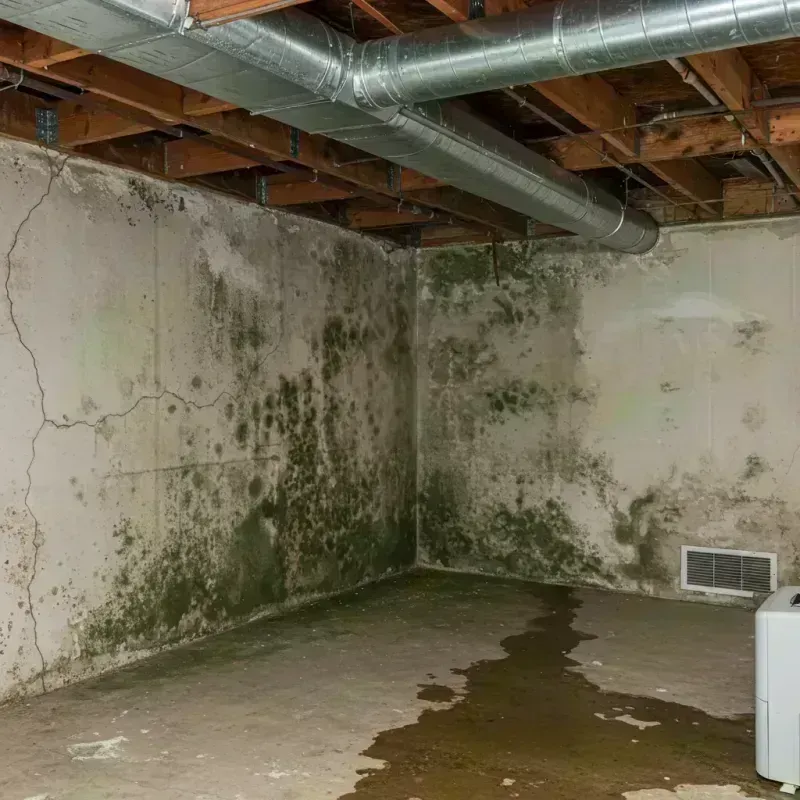 Professional Mold Removal in Cumberland Head, NY